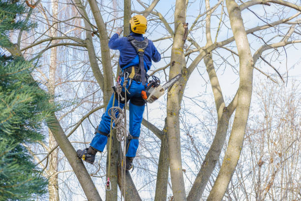  , USA Tree Care Services Pros